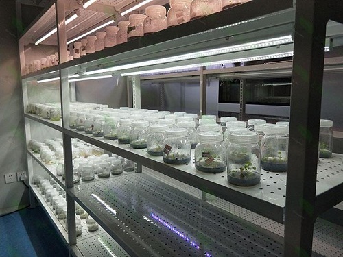 宁洱植物组织培养实验室设计建设方案